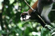RTW0096 Red-tailed Monkey