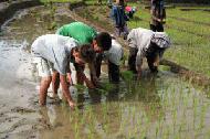 Peter and Therese learn the art of planting rice seedlings.