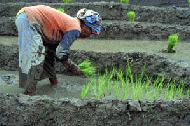 I would have major back ailments after 5 minutes if I planted. These women were planting 7 hours a day.