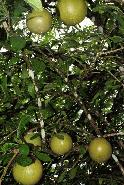 Someone claims this fruit is a member of the pumpkin family. This fruit would give a major headache if it feel on someones head.