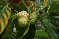 We had this fruit one breakfast. When sliced this fruit was very much like pineapple.
