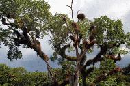 I believe this is a Cieba tree located in Tikal. The clinging plants on the tree I thought were cool. For any experts is this called a epiphyte (sp)?