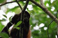 RTW0010 Howler Monkey