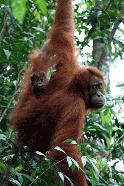 RTW0031  Mother and baby Orangutan