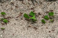 Leaf cutter ants in production.