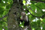 White faced Capuchin in Parque Nacional Cahuita.