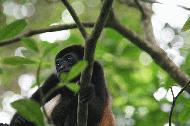 A Howler contemplates life at Cahuita in Costa Rica