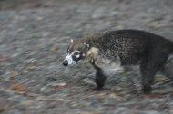 A Coatimundi races across the trail in search of food.