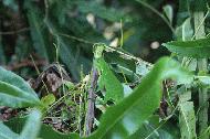 Baby green iguana along the canal route in Tortuguero.