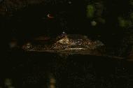 A Caiman waits patiently for prey in the depths of Tortuguero.